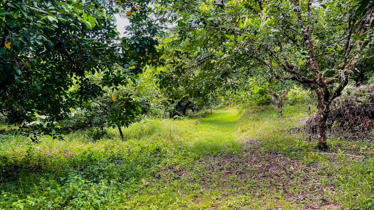 BUILDING PROPERTY WITH FRUIT TREES AND NEAR TO THE RIVER, IN OJOCHAL – 23 ACRES, photo 23
