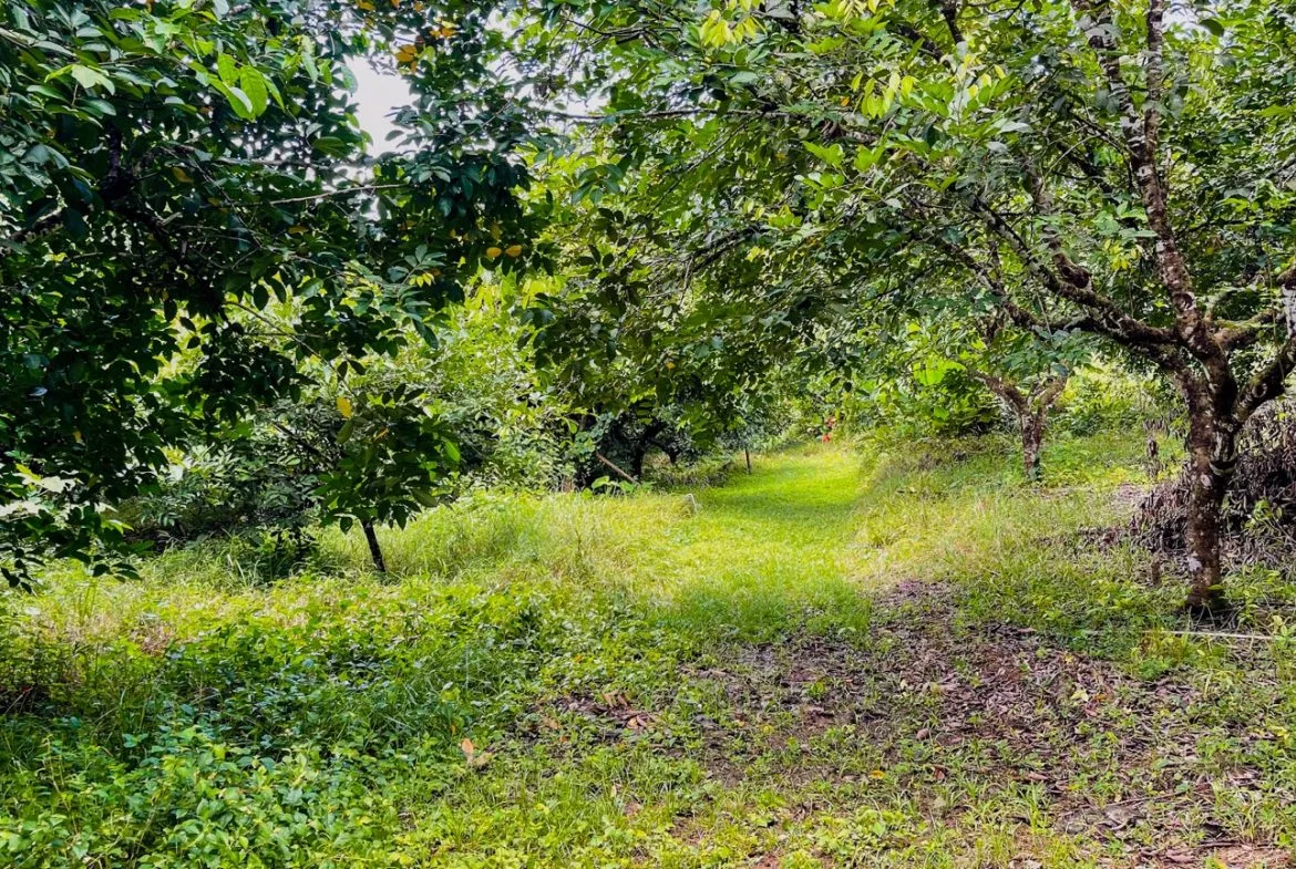 BUILDING PROPERTY WITH FRUIT TREES AND NEAR TO THE RIVER, IN OJOCHAL – 23 ACRES, photo 24