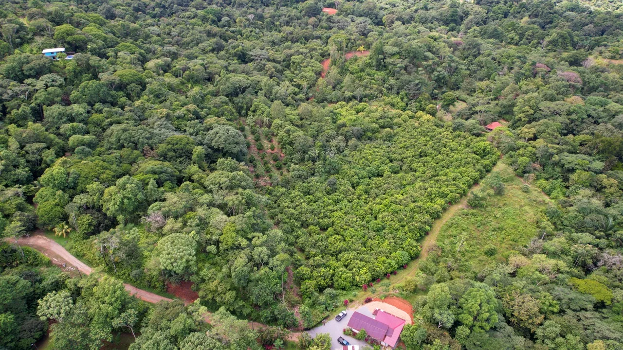 BUILDING PROPERTY WITH FRUIT TREES AND NEAR TO THE RIVER, IN OJOCHAL – 23 ACRES, photo 5