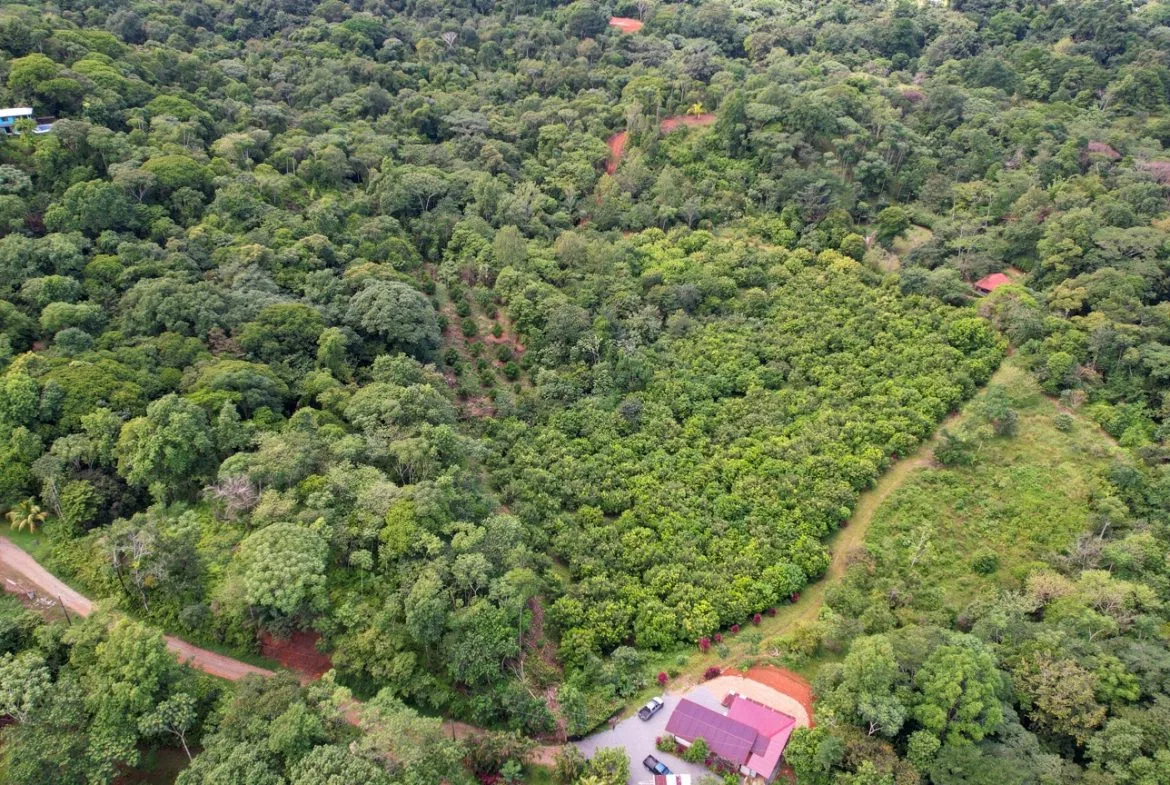 BUILDING PROPERTY WITH FRUIT TREES AND NEAR TO THE RIVER, IN OJOCHAL – 23 ACRES, photo 6