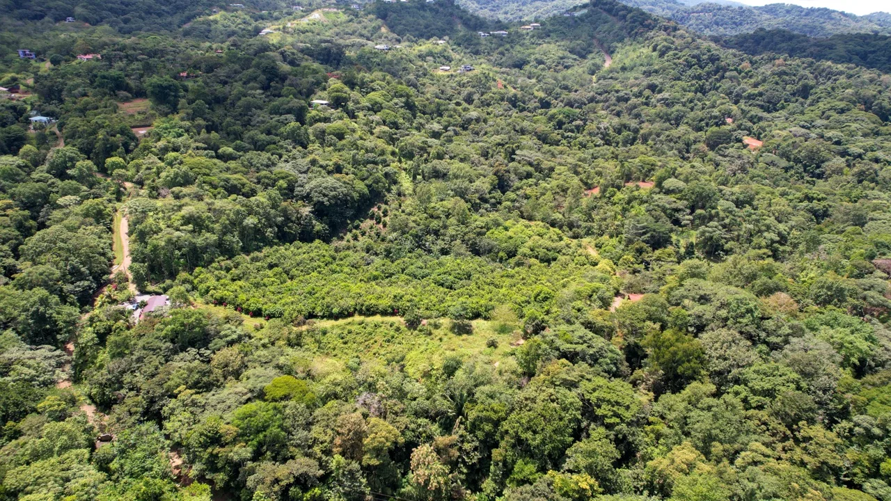 BUILDING PROPERTY WITH FRUIT TREES AND NEAR TO THE RIVER, IN OJOCHAL – 23 ACRES, photo 7