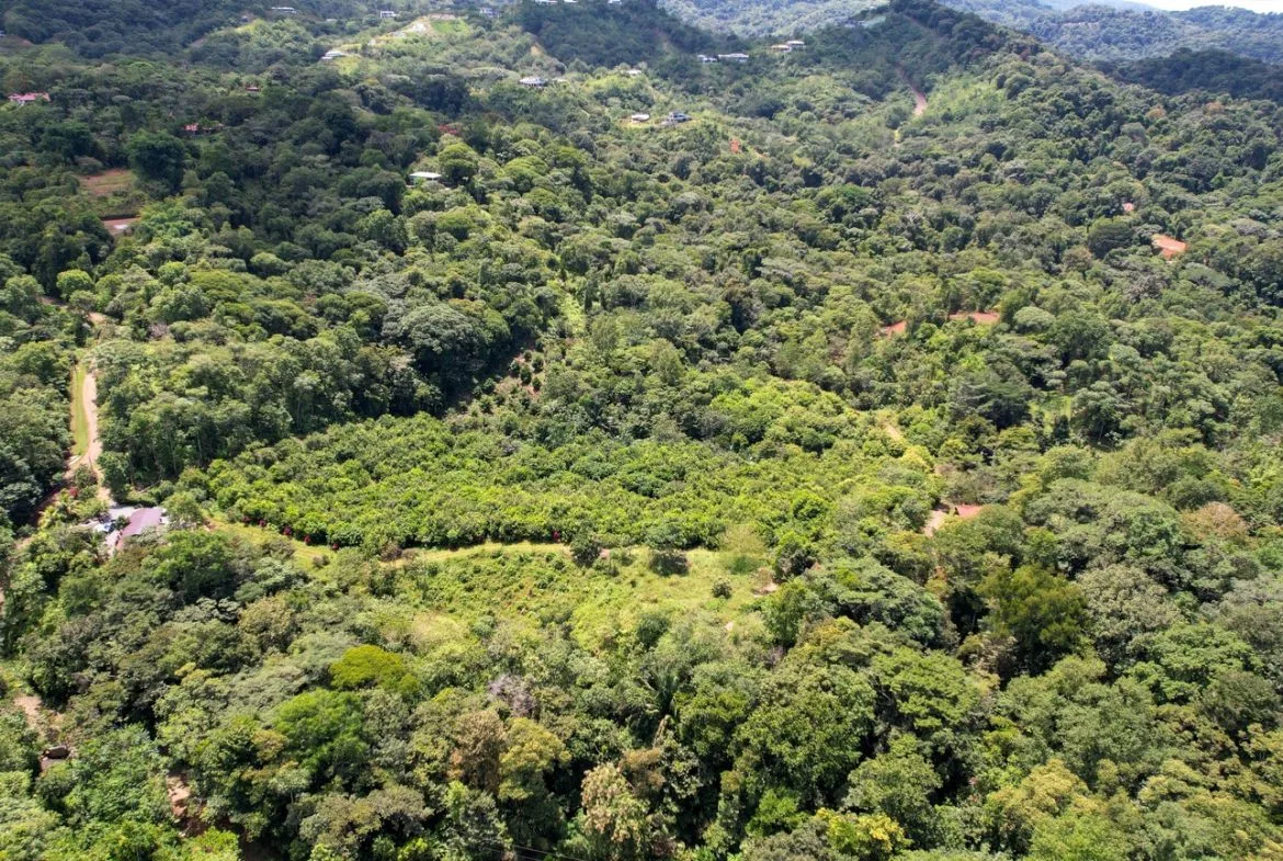BUILDING PROPERTY WITH FRUIT TREES AND NEAR TO THE RIVER, IN OJOCHAL – 23 ACRES, photo 8