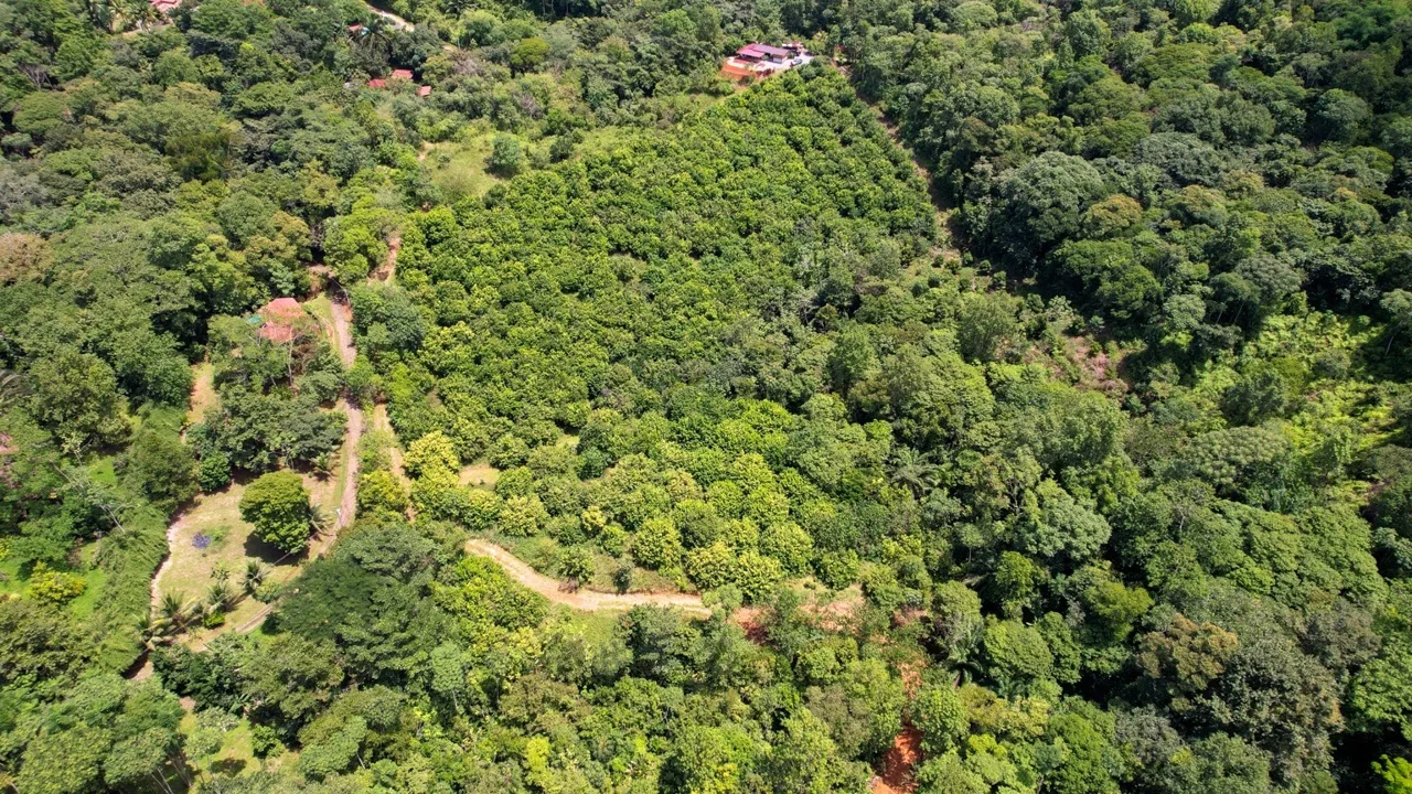BUILDING PROPERTY WITH FRUIT TREES AND NEAR TO THE RIVER, IN OJOCHAL – 23 ACRES, photo 9