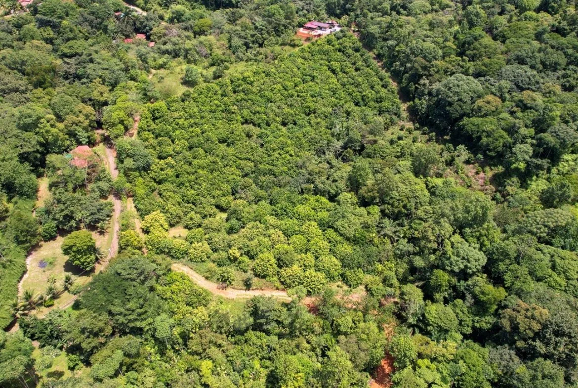 BUILDING PROPERTY WITH FRUIT TREES AND NEAR TO THE RIVER, IN OJOCHAL – 23 ACRES, photo 10
