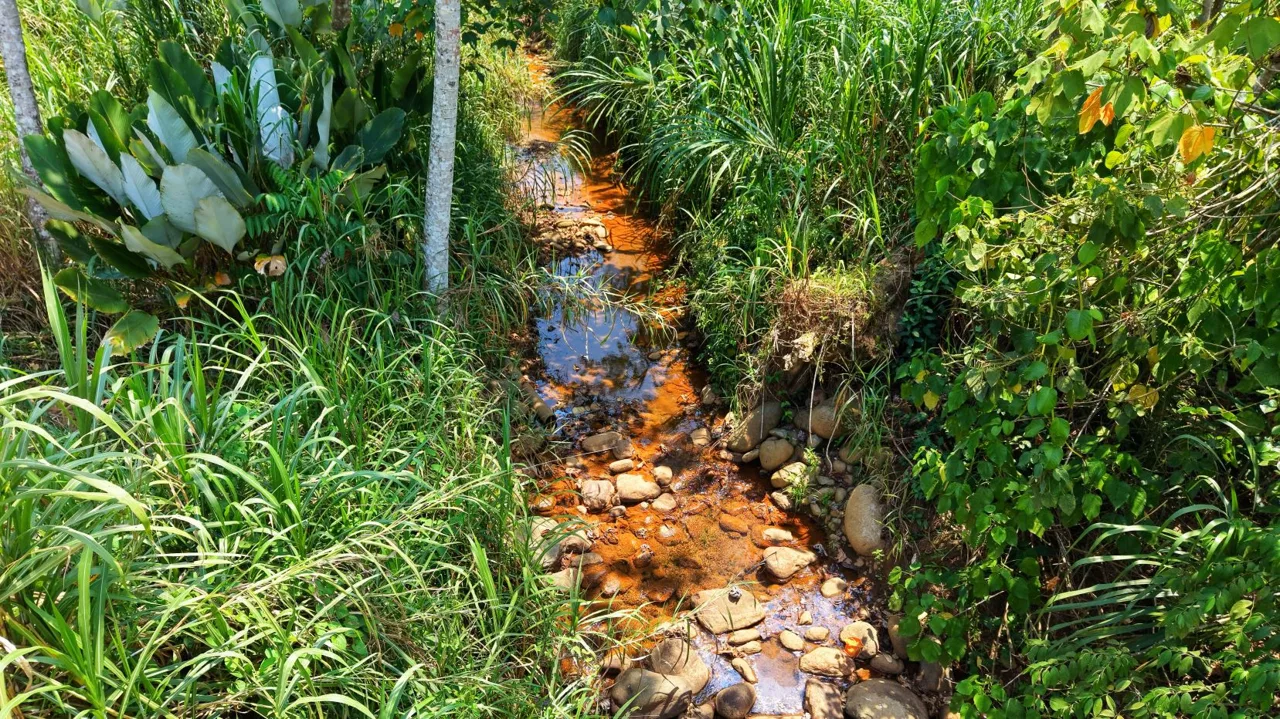 1 Ha Lot for sale in San Pedro: River, Versatile Climate &amp; Utilities, photo 15