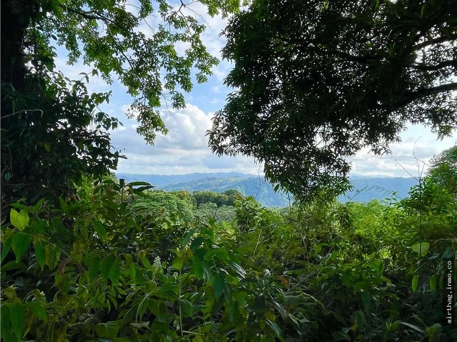 Investment Opportunity: 8-Acre Reforested Mountain Finca in Puriscal