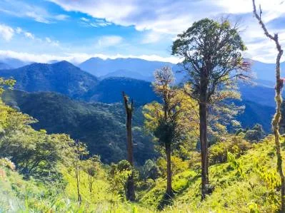 🌲 Descubre el Encanto de Rivas – Terreno 7 hectáreas con Vistas a la Montaña y Árboles Monumentales