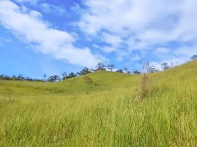 🌲 Descubre el Encanto de Rivas – Terreno 7 hectáreas con Vistas a la Montaña y Árboles Monumentales, photo 2