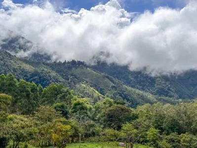 🌲 Descubre el Encanto de Rivas – Terreno 7 hectáreas con Vistas a la Montaña y Árboles Monumentales, photo 6