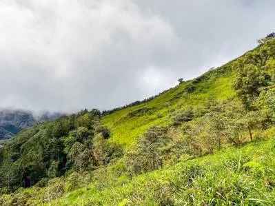 🌲 Descubre el Encanto de Rivas – Terreno 7 hectáreas con Vistas a la Montaña y Árboles Monumentales, photo 7
