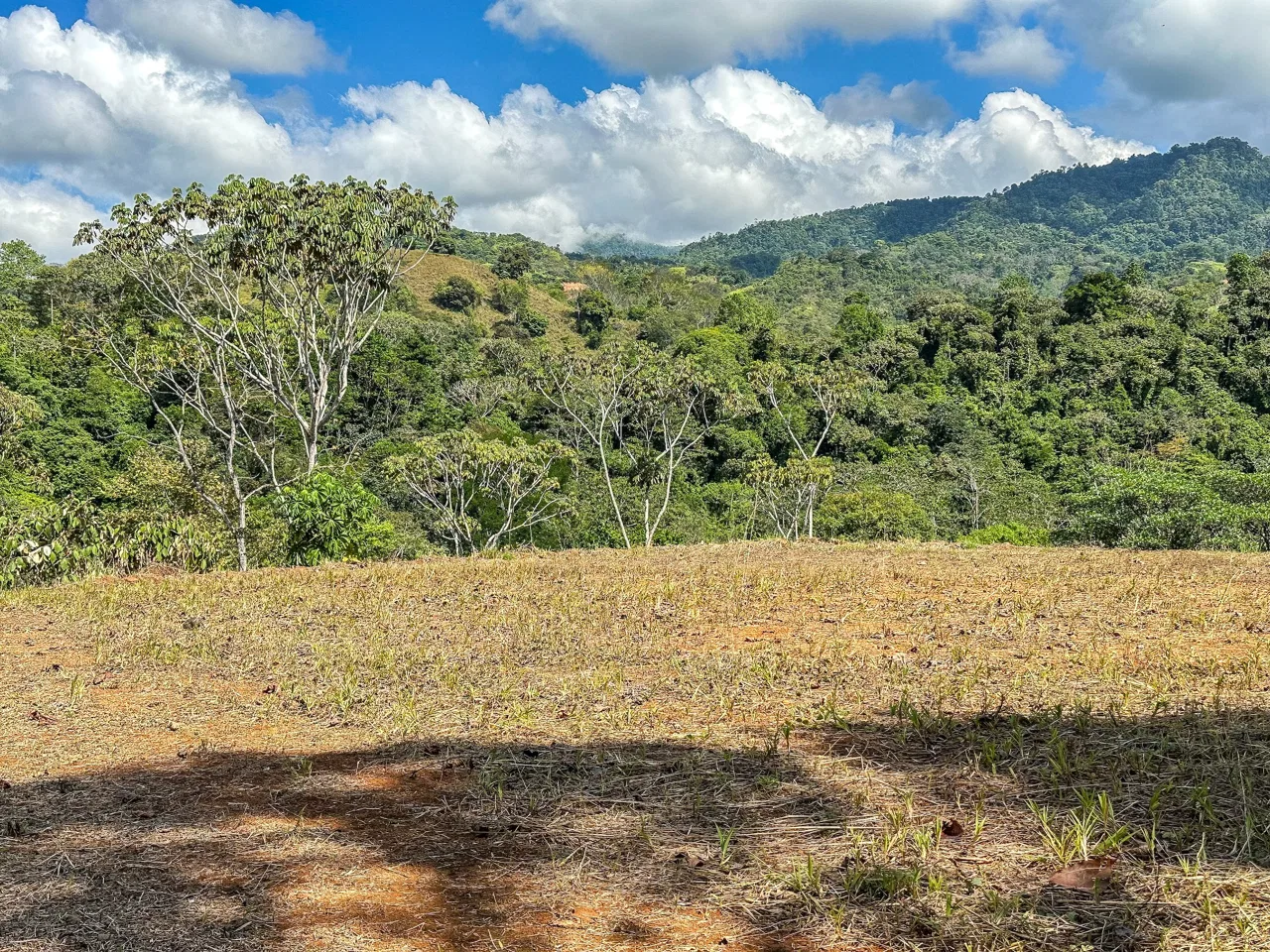 MOUNTAIN BUILDING PROPERTY WITH TREES VIEWS, IN TRES RIOS – 1.2 ACRES, photo 15
