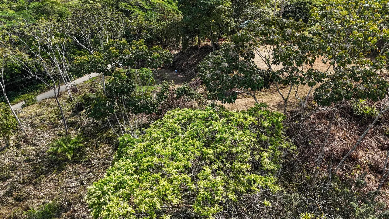 MOUNTAIN BUILDING PROPERTY WITH TREES VIEWS, IN TRES RIOS – 1.2 ACRES, photo 7