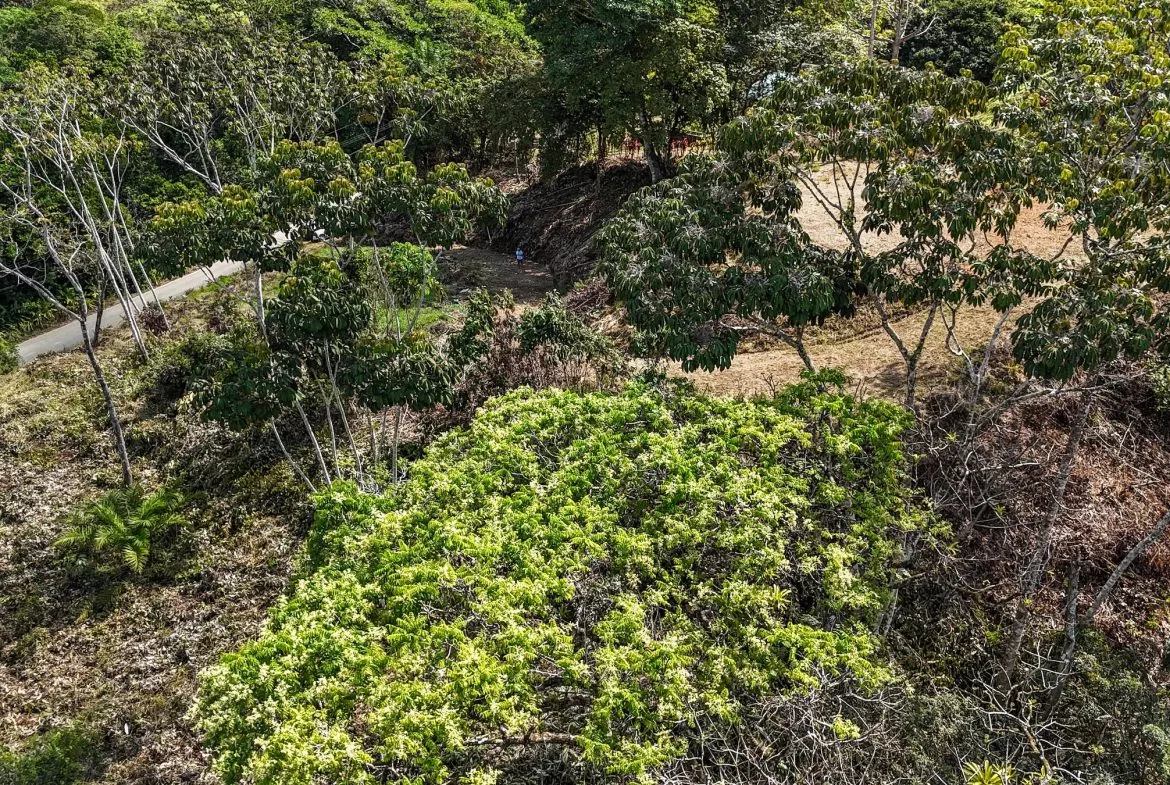 MOUNTAIN BUILDING PROPERTY WITH TREES VIEWS, IN TRES RIOS – 1.2 ACRES, photo 8