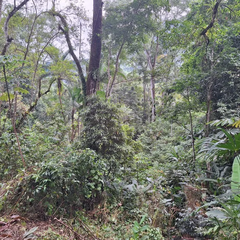 Tropical Paradise with Breathtaking Diamate Waterfall Views, photo 12