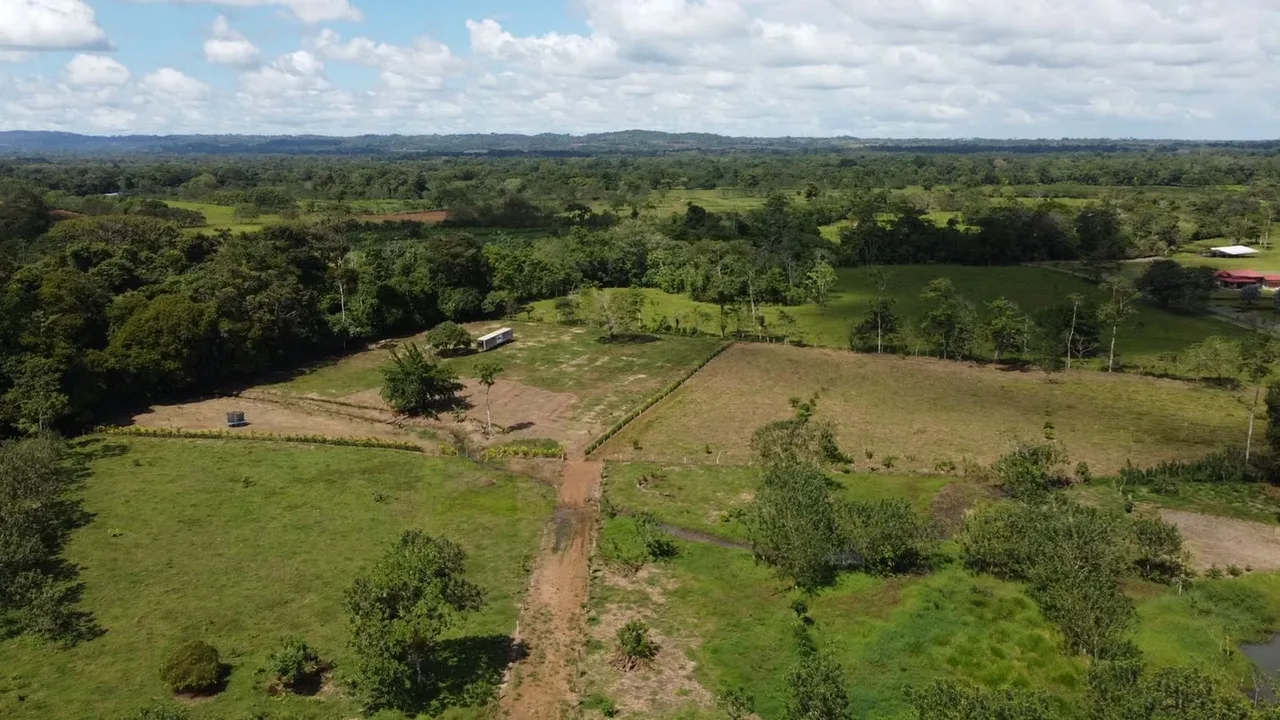 Property dedicated for the past four years to planting Paulownia timber—a tree estimated to require seven years to mature.