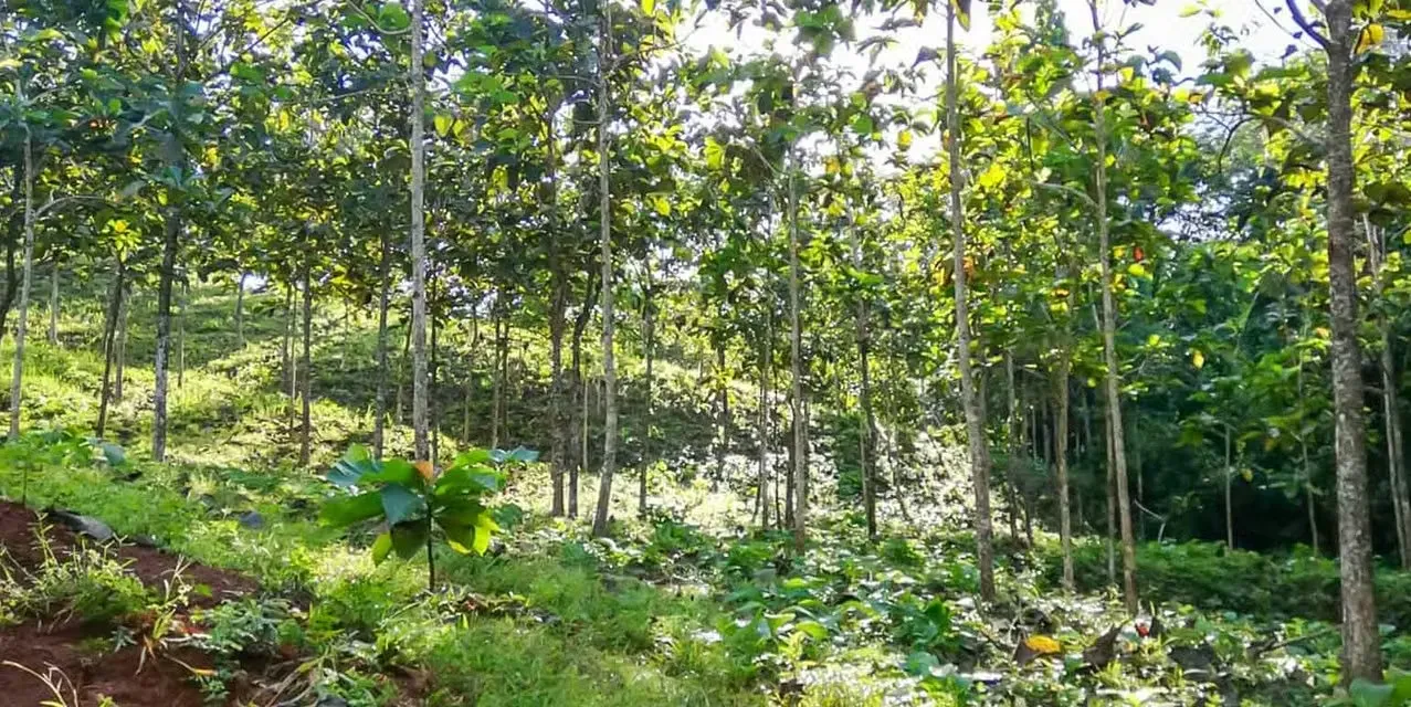 Farm in Turrubares San Jose - Ocean View Terraces - Investment ROI, photo 2