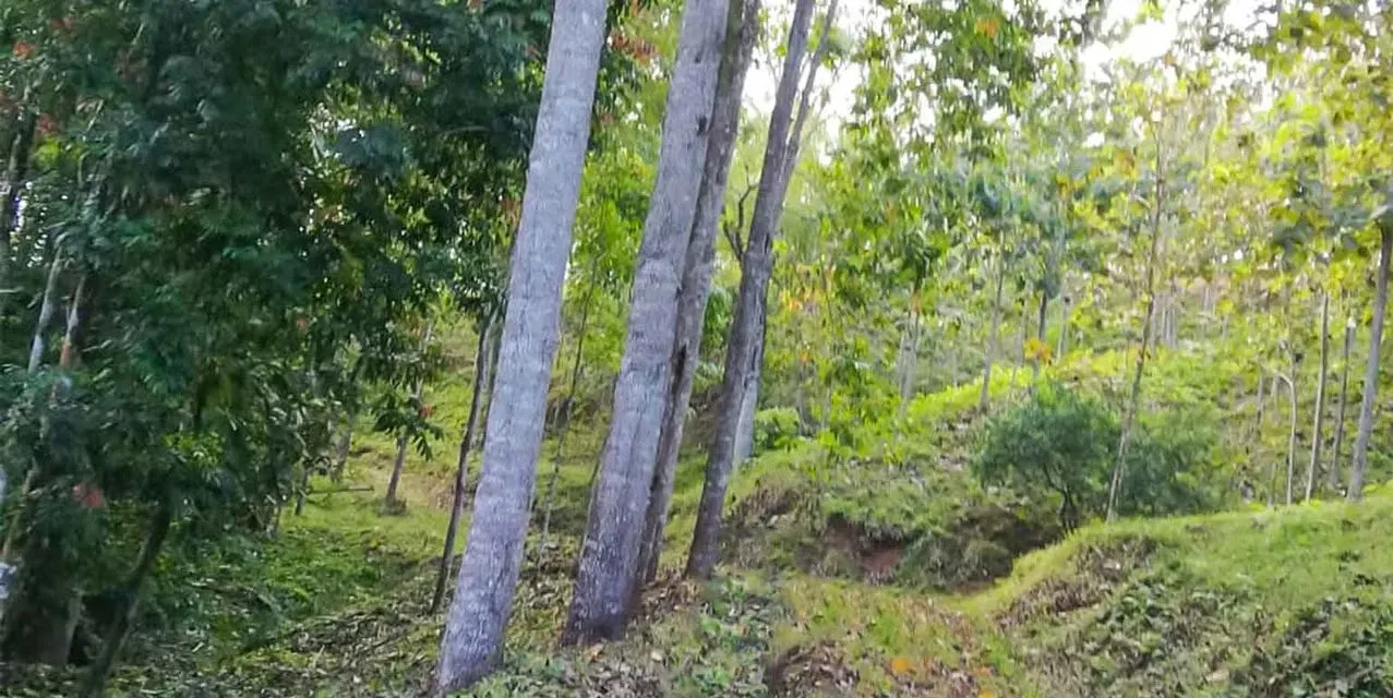 Farm in Turrubares San Jose - Ocean View Terraces - Investment ROI, photo 11