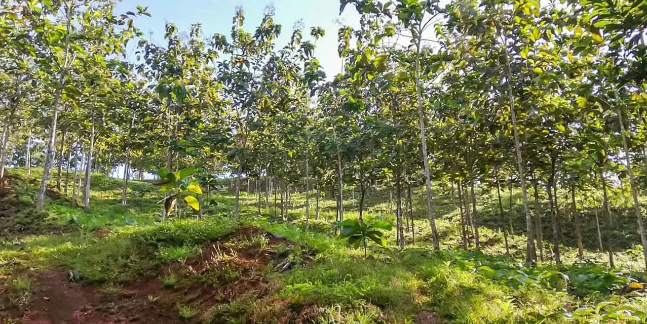 Farm in Turrubares San Jose - Ocean View Terraces - Investment ROI, photo 3