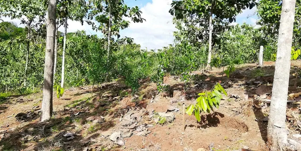 Farm in Turrubares San Jose - Ocean View Terraces - Investment ROI, photo 7