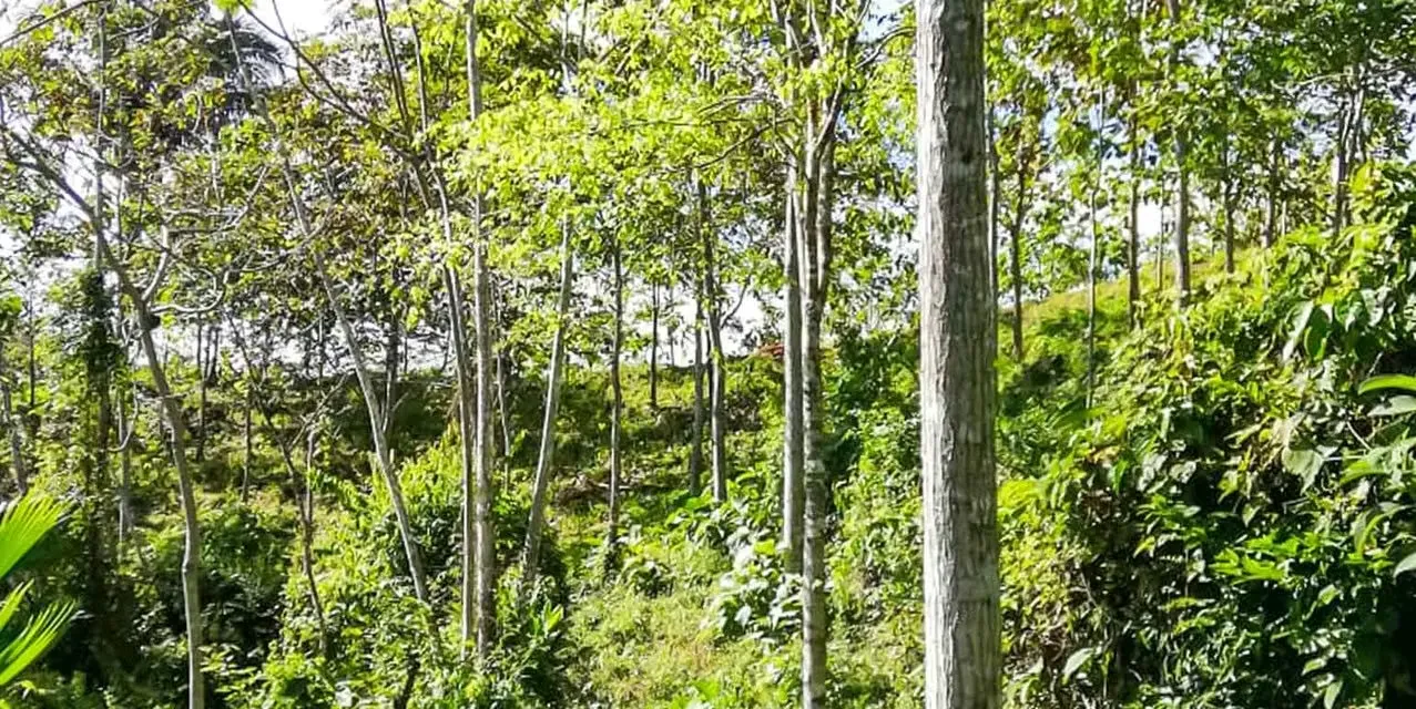 Farm in Turrubares San Jose - Ocean View Terraces - Investment ROI, photo 8