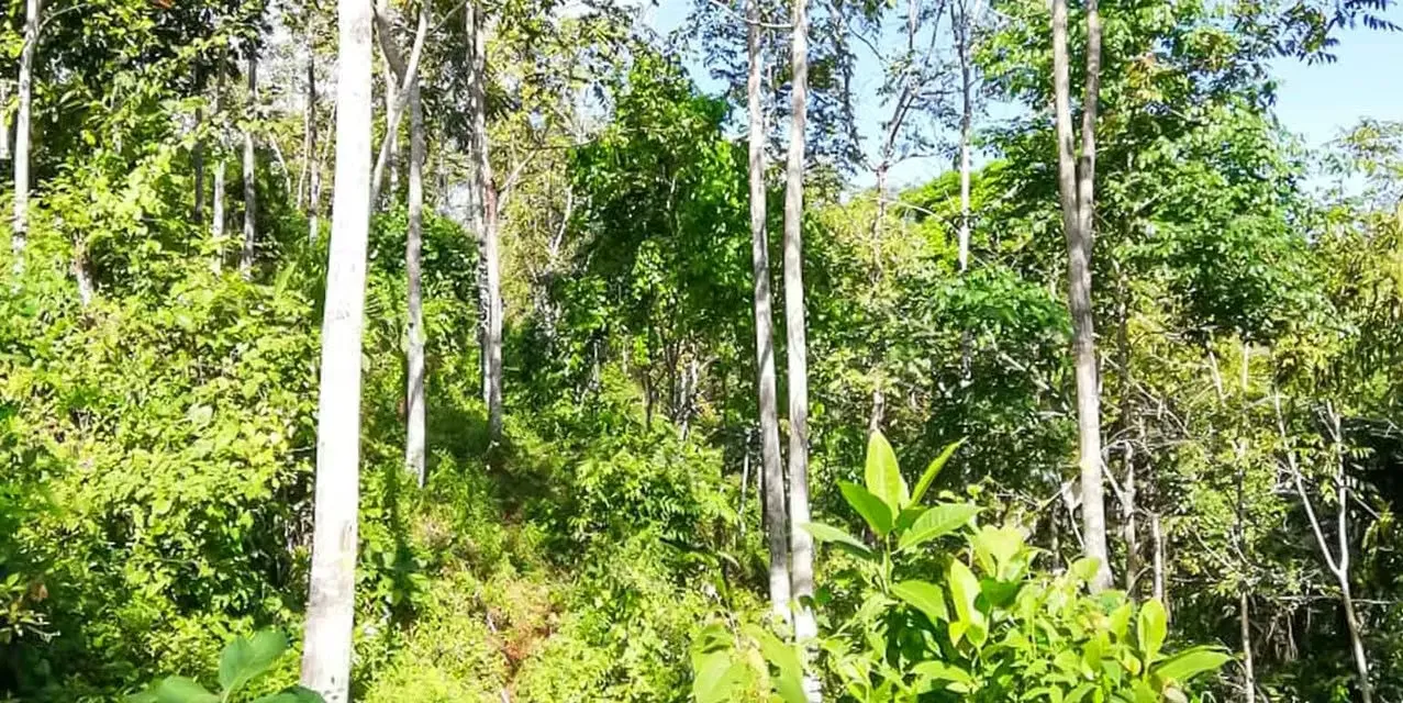 Farm in Turrubares San Jose - Ocean View Terraces - Investment ROI, photo 10