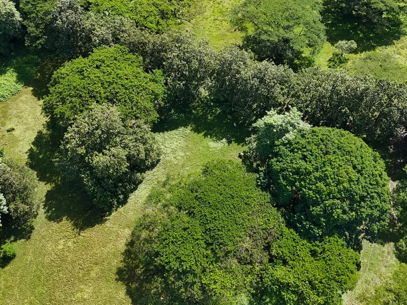 Land For Sale in Dominical, photo 5