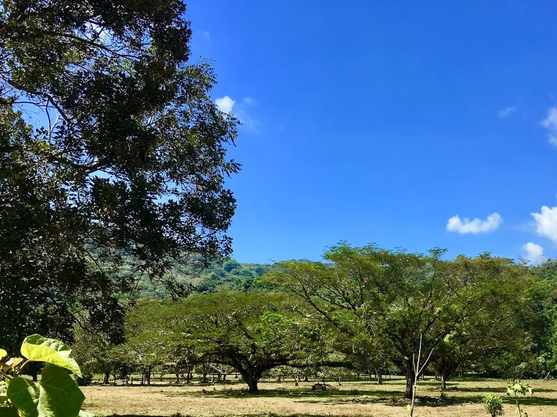 Land For Sale in Dominical, photo 8