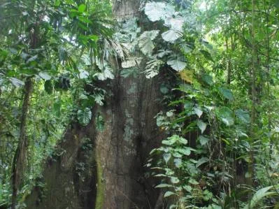 Reserva de 531 hectáreas de bosque primario para su conservación, Sarapiquí., photo 7