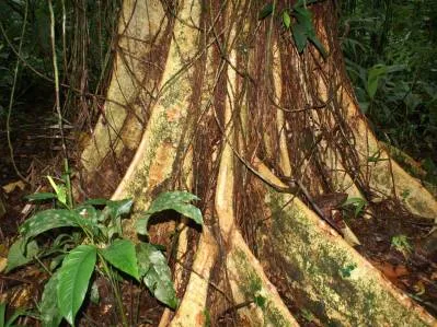 Reserva de 531 hectáreas de bosque primario para su conservación, Sarapiquí., photo 8