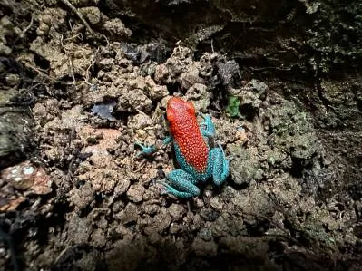 Terreno selvático en venta cerca de Ojochal | Costa Azul, Costa Rica, photo 7