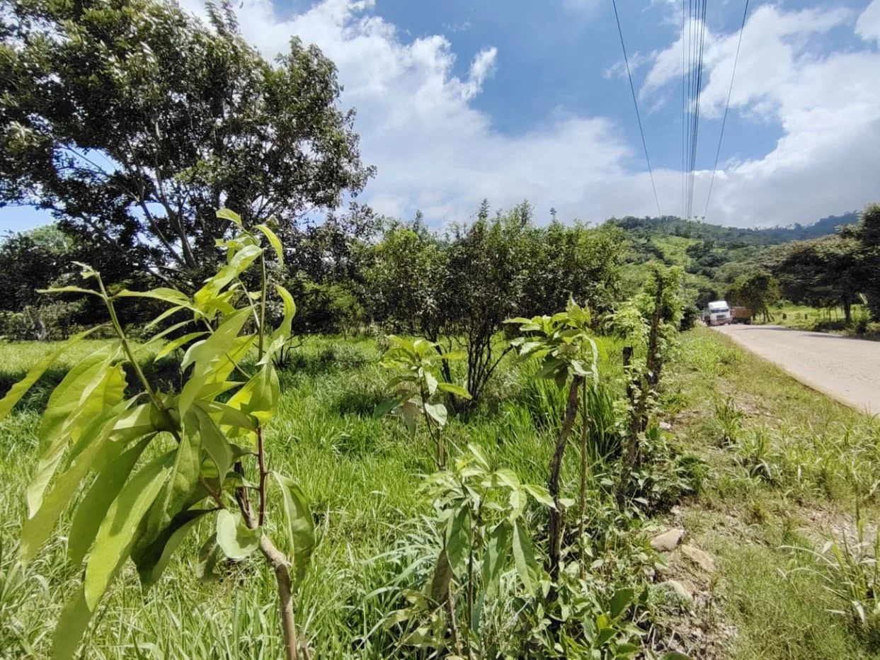 For Sale: Unique Opportunity: 3,497 M² Of Completely Flat And Fertile Land, photo 13