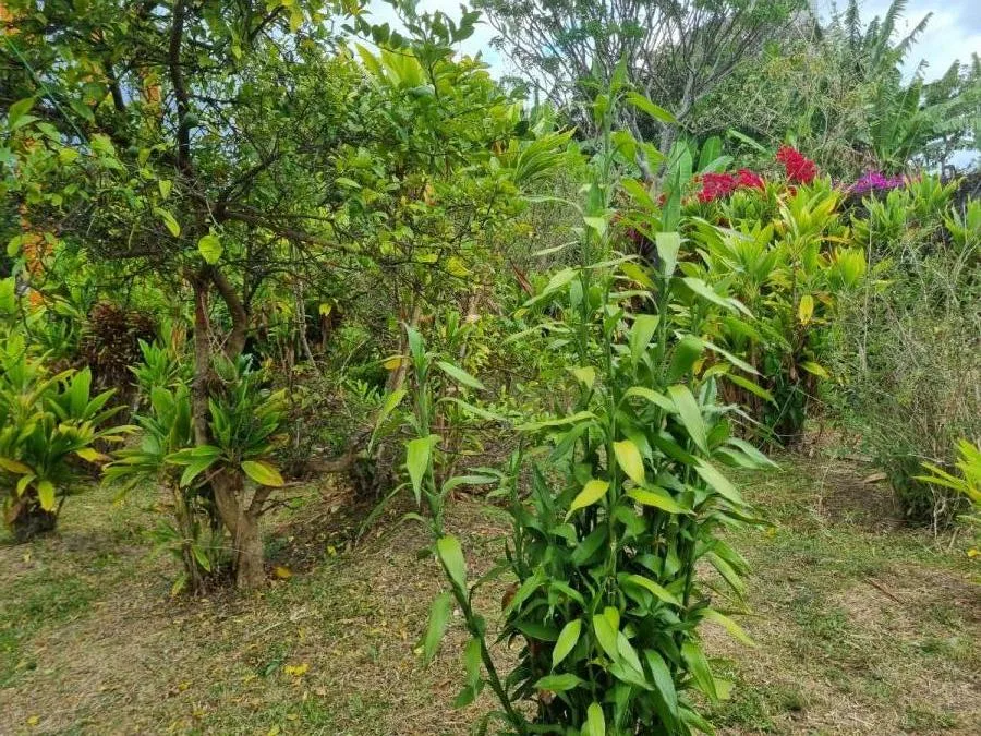 VENTA DE POTENCIAL LOTE EN EL CORAZÓN DE ZAPOTE, SAN JOSÉ (NR) - Venta en San José, photo 15