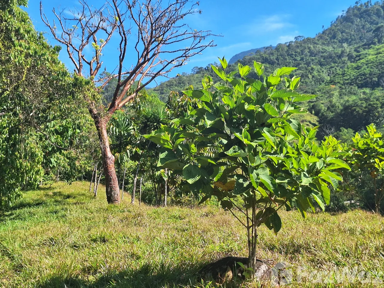Land for Sale in Perez Zeledon, San Jose for $1,000,000, photo 3