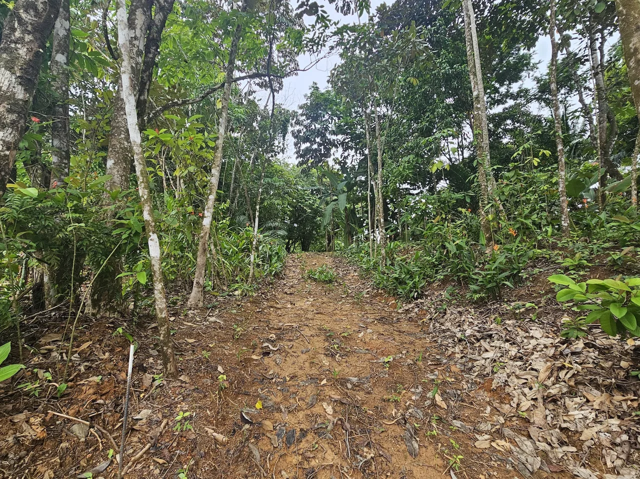 NEW 0.31 ACRES LOT IN UVITA !, photo 11