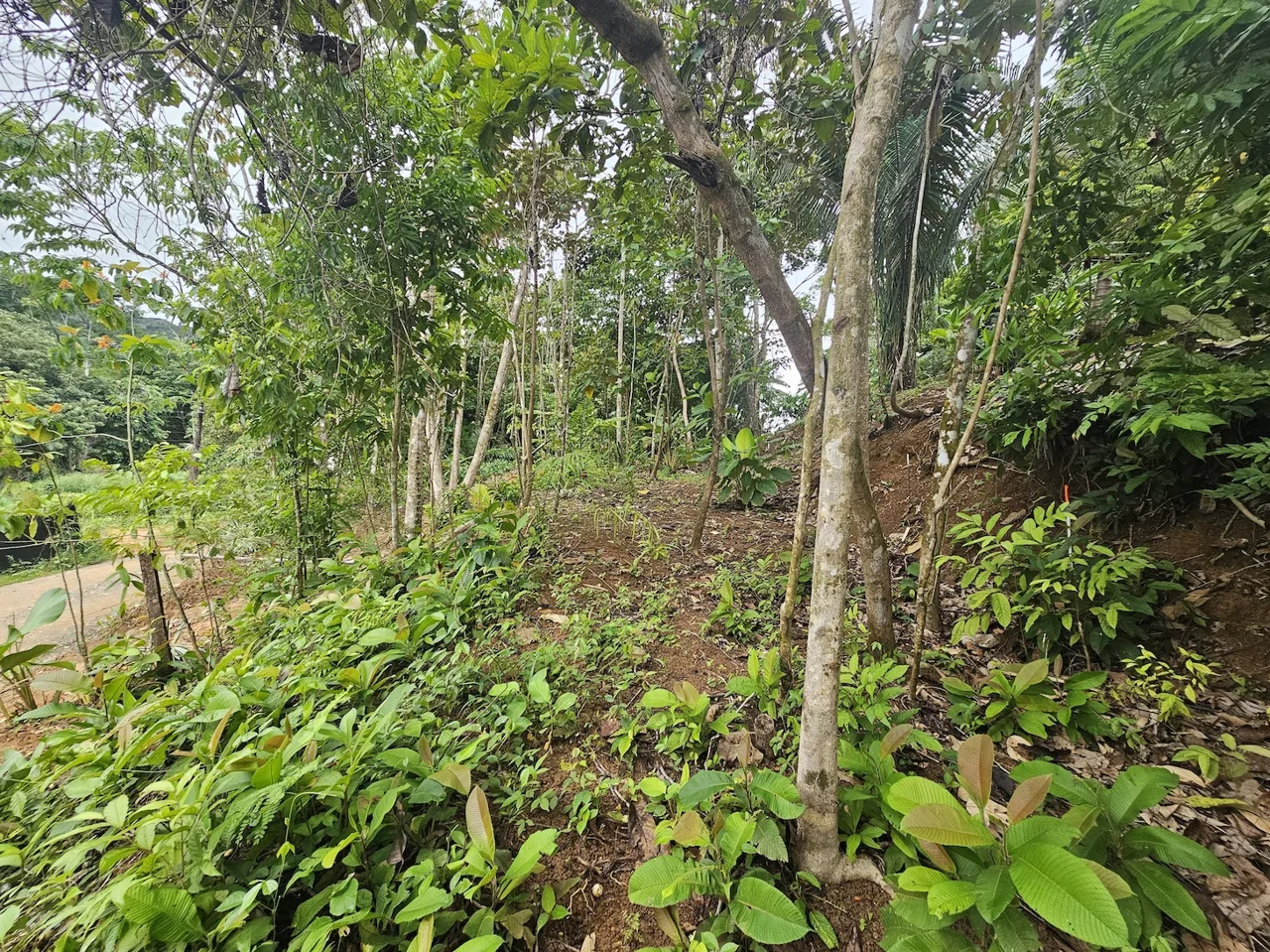 NEW 0.31 ACRES LOT IN UVITA !, photo 13