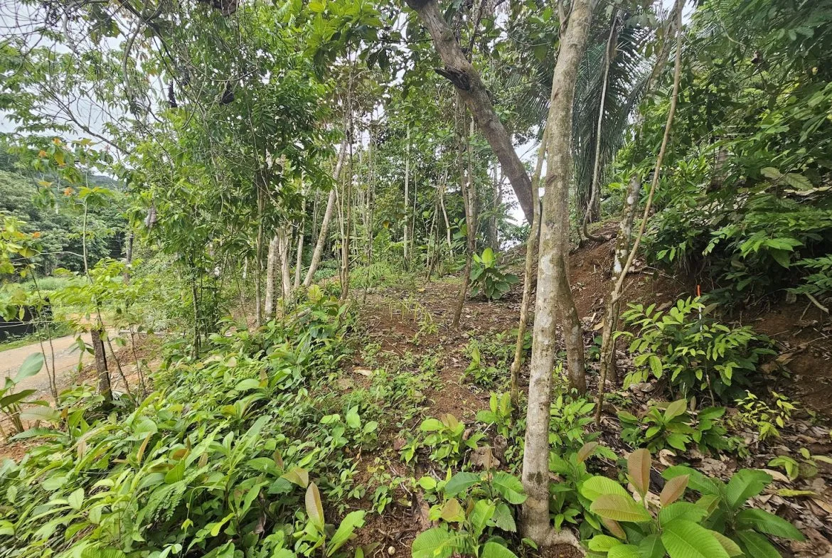 NEW 0.31 ACRES LOT IN UVITA !, photo 14