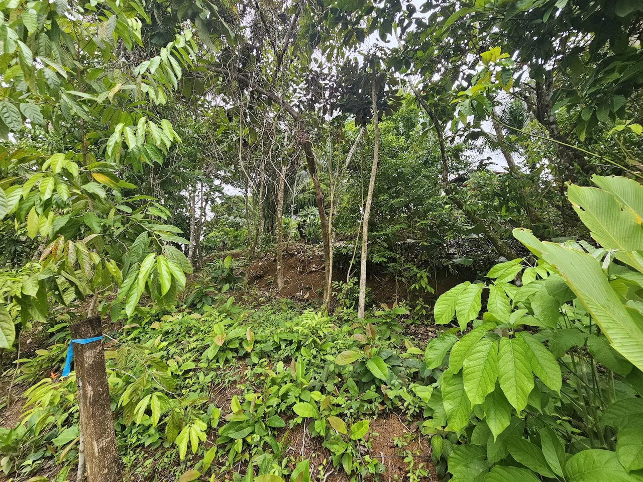 NEW 0.31 ACRES LOT IN UVITA !, photo 15