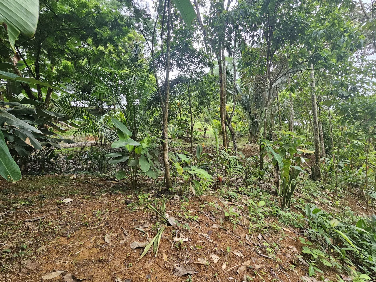 NEW 0.31 ACRES LOT IN UVITA !, photo 19