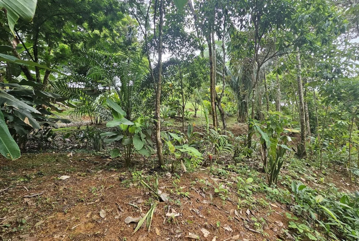 NEW 0.31 ACRES LOT IN UVITA !, photo 20
