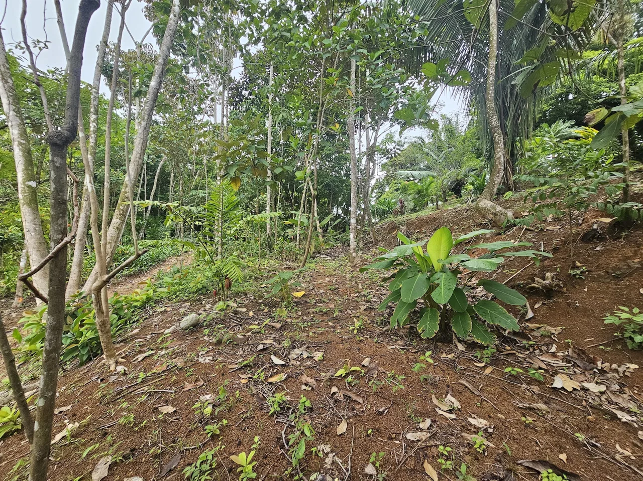 NEW 0.31 ACRES LOT IN UVITA !, photo 21