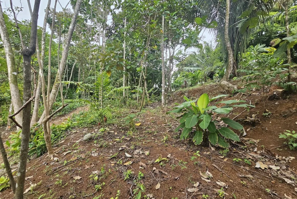 NEW 0.31 ACRES LOT IN UVITA !, photo 22