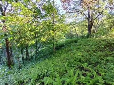 Terreno ribereño en Tres Ríos – 6558 m² de potencial, photo 6