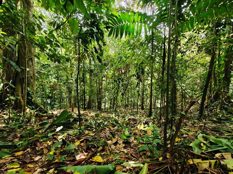 8001 sqm of  Off-Grid Raw Jungle land in Gated Community near Punta Uva, photo 2