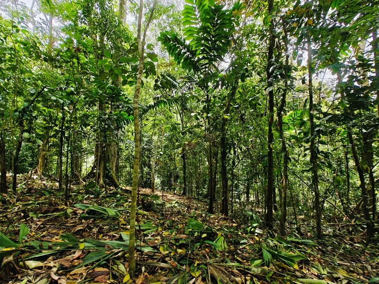 8001 sqm of  Off-Grid Raw Jungle land in Gated Community near Punta Uva, photo 3
