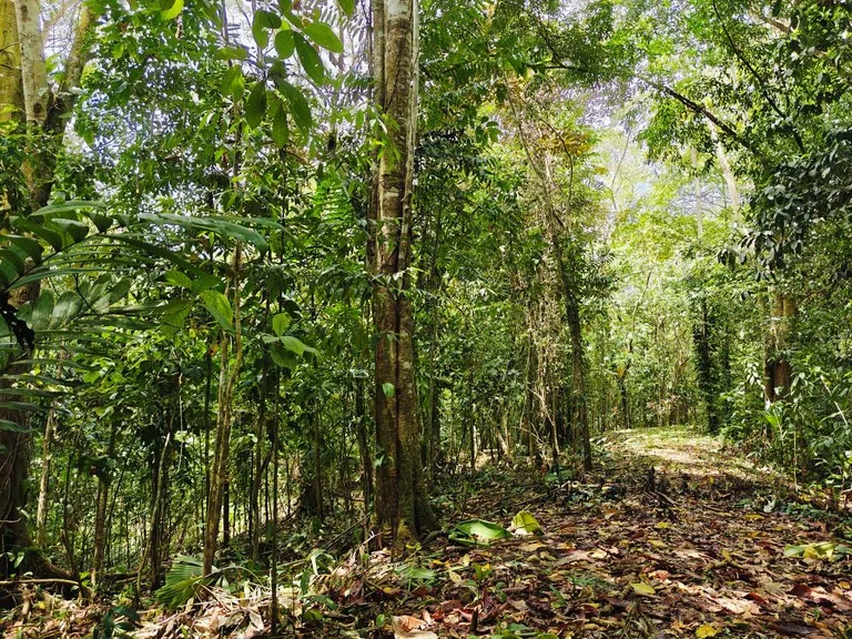 8001 sqm of  Off-Grid Raw Jungle land in Gated Community near Punta Uva, photo 5