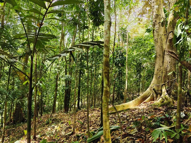 8001 sqm of  Off-Grid Raw Jungle land in Gated Community near Punta Uva, photo 6