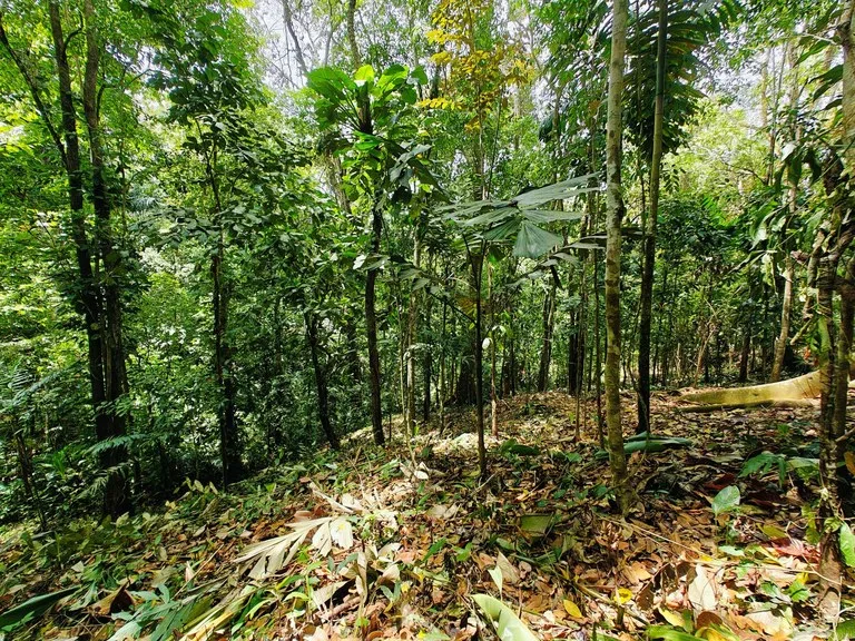 8001 sqm of  Off-Grid Raw Jungle land in Gated Community near Punta Uva, photo 7