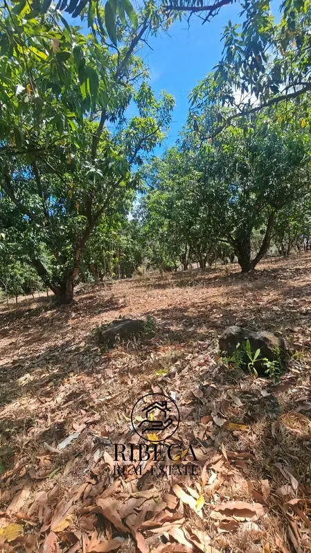 Unique investment opportunity in San Mateo, Alajuela, one of the fastest-growing areas outside the Greater Metropolitan Area (GAM). This 20,000 m² (5-acre) lot features 56.98 meters of ...