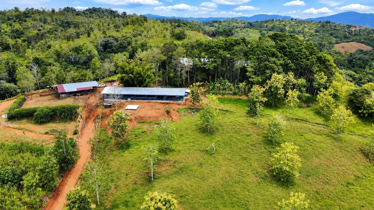Large Scale Cattle Ranch, San Isidro del General, Perez Zeledon, Pejibaye, Perez Zeledon, San Jose, Costa Rica 11907, San Isidro del General