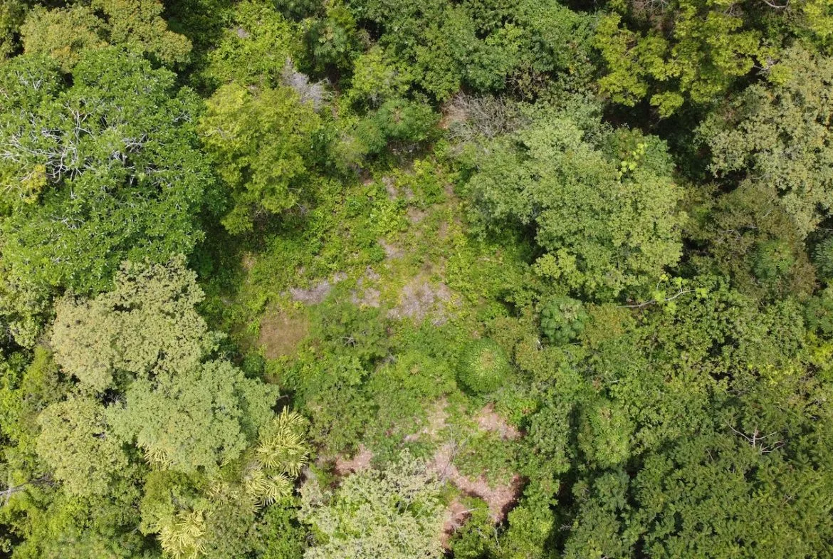 BUILDING JUNGLE PROPERTY WITH TREES VIEWS, IN OJOCHAL – 2.86 ACRES, photo 2